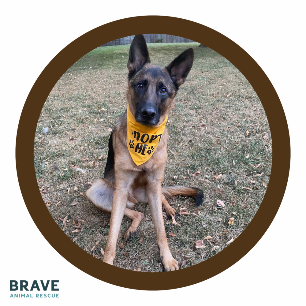 Bruce, an adoptable German Shepherd Dog in Lincoln, NE, 68516 | Photo Image 1