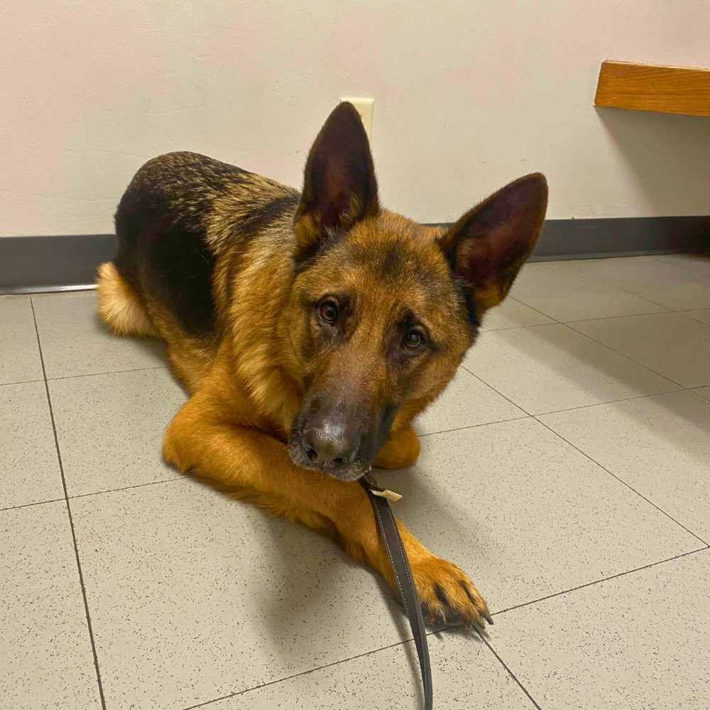 Bruce, an adoptable German Shepherd Dog in Lincoln, NE, 68516 | Photo Image 2