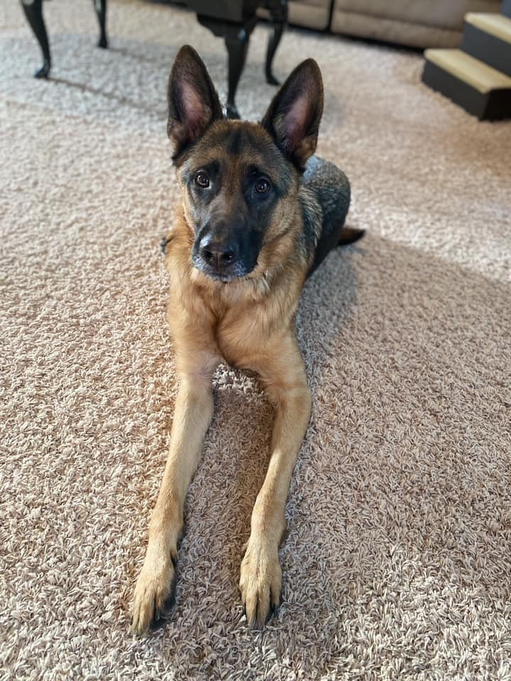 Bruce, an adoptable German Shepherd Dog in Lincoln, NE, 68516 | Photo Image 3