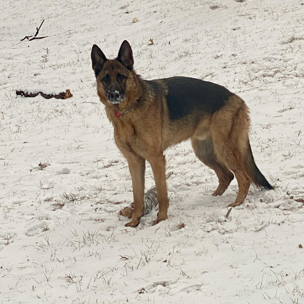 Bruce, an adoptable German Shepherd Dog in Lincoln, NE, 68516 | Photo Image 5