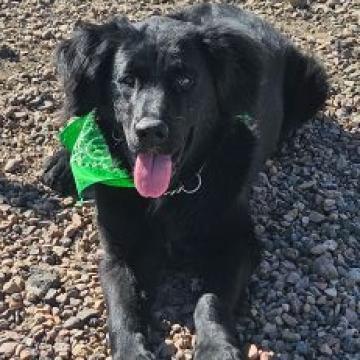 Arlo, an adoptable Labrador Retriever in Show Low, AZ, 85901 | Photo Image 1