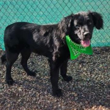 Arlo, an adoptable Labrador Retriever in Show Low, AZ, 85901 | Photo Image 2