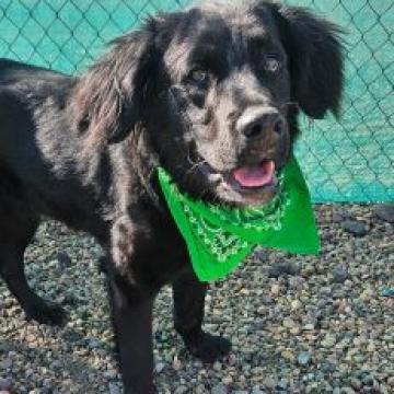 Arlo, an adoptable Labrador Retriever in Show Low, AZ, 85901 | Photo Image 3