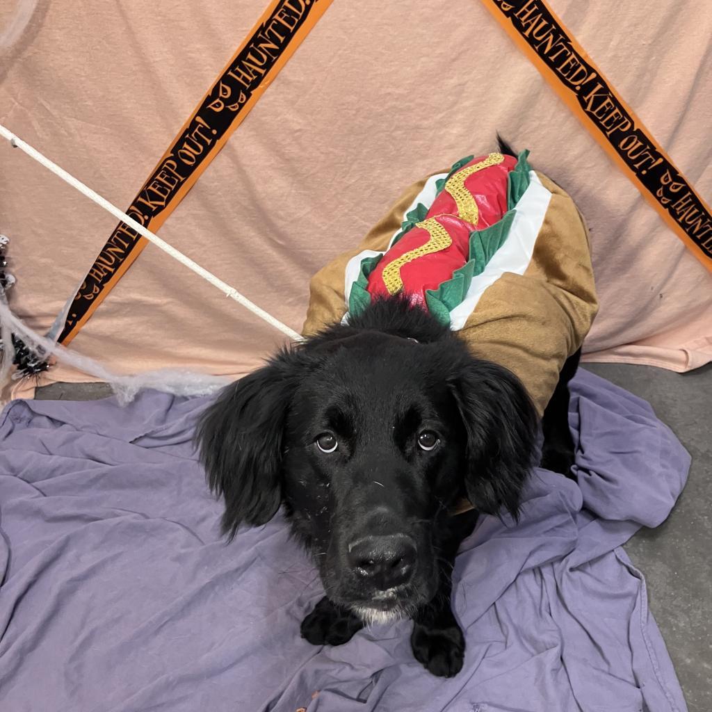 Arlo, an adoptable Labrador Retriever in Show Low, AZ, 85901 | Photo Image 4