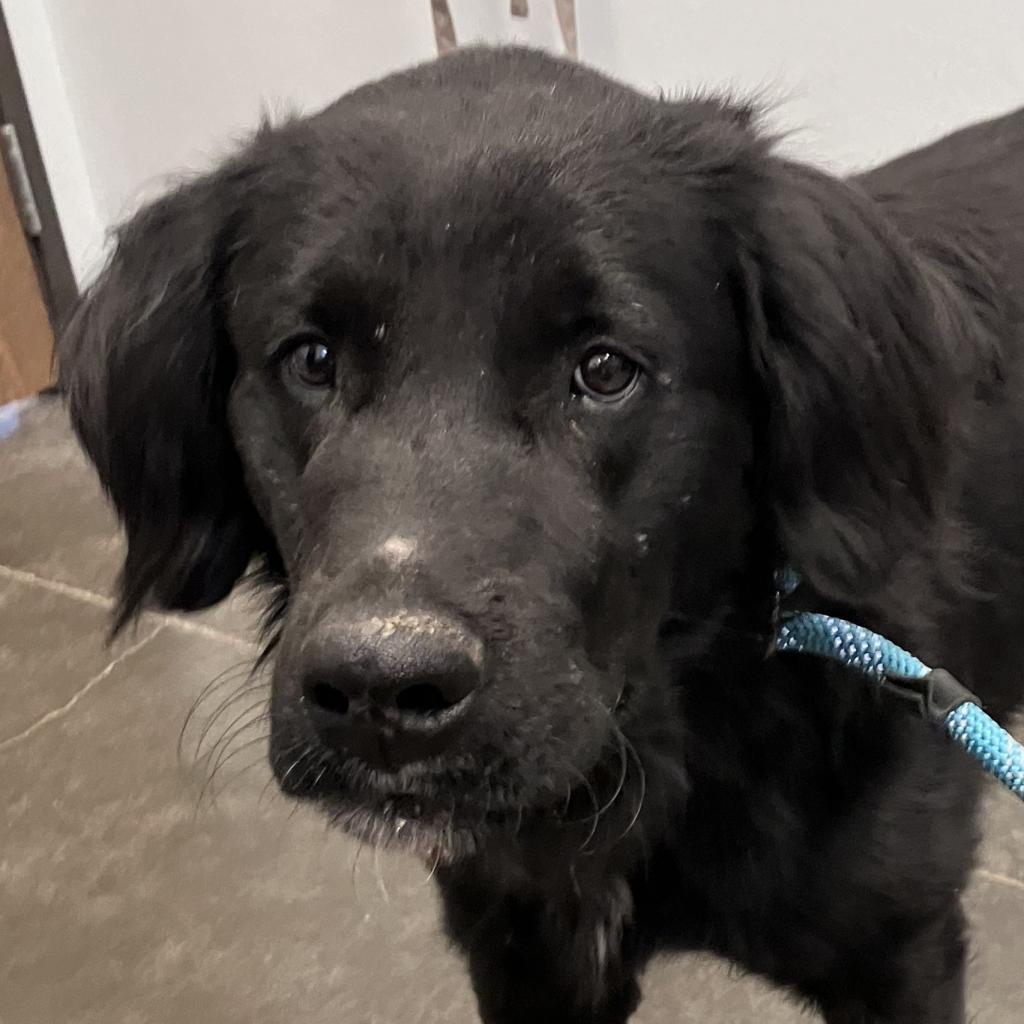 Arlo, an adoptable Labrador Retriever in Show Low, AZ, 85901 | Photo Image 6