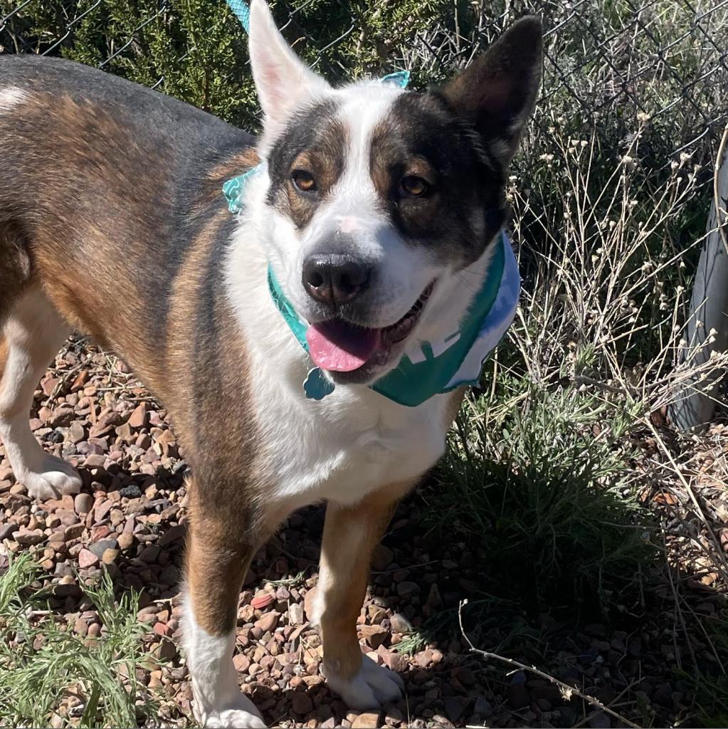 Joey, an adoptable Australian Shepherd, Cattle Dog in Show Low, AZ, 85901 | Photo Image 1