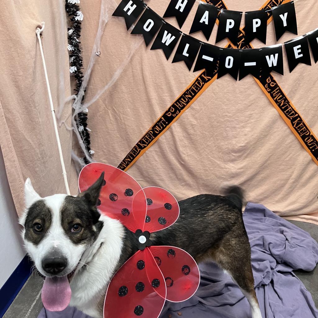 Joey, an adoptable Australian Shepherd, Cattle Dog in Show Low, AZ, 85901 | Photo Image 2