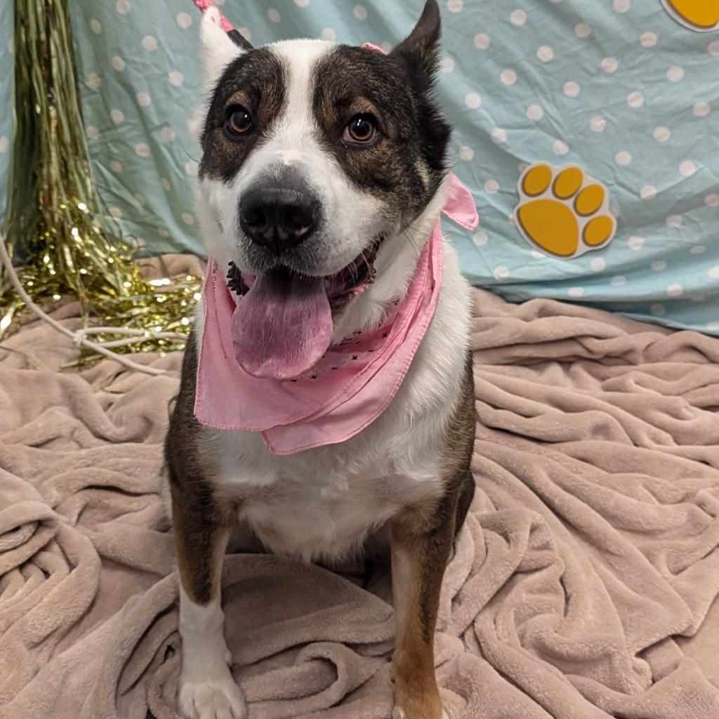 Joey, an adoptable Australian Shepherd, Cattle Dog in Show Low, AZ, 85901 | Photo Image 3