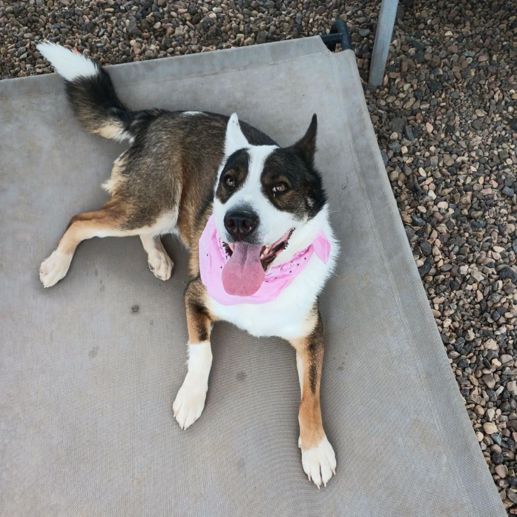 Joey, an adoptable Australian Shepherd, Cattle Dog in Show Low, AZ, 85901 | Photo Image 5