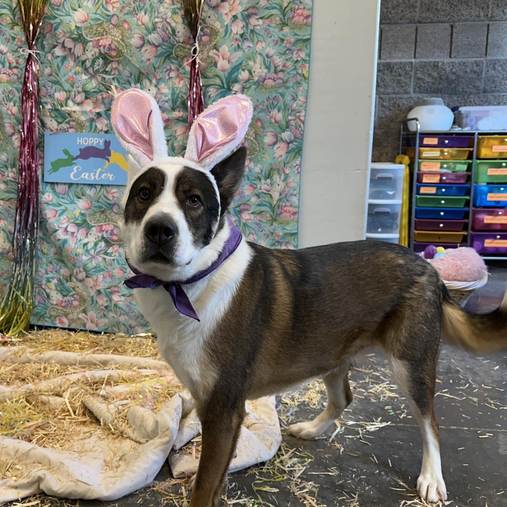 Joey, an adoptable Australian Shepherd, Cattle Dog in Show Low, AZ, 85901 | Photo Image 6