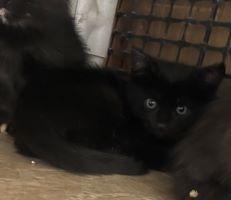 Kitten 25681 (Luna)