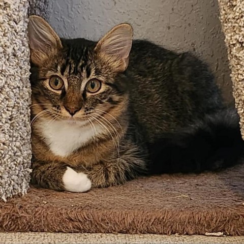 Samantha, an adoptable Domestic Short Hair in Garden City, KS, 67846 | Photo Image 1