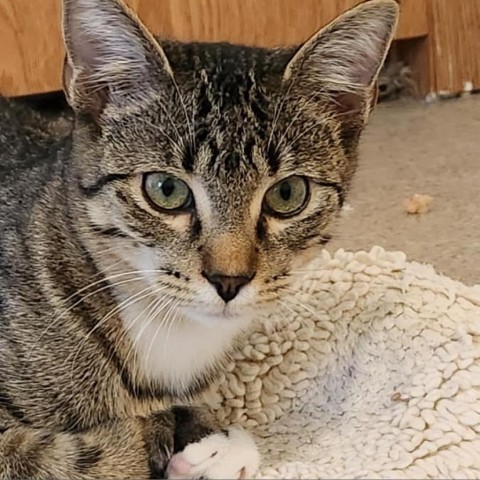 Lyle, an adoptable Domestic Short Hair in Garden City, KS, 67846 | Photo Image 1