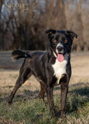 Sycamore, Adult Male Labrador Retriever