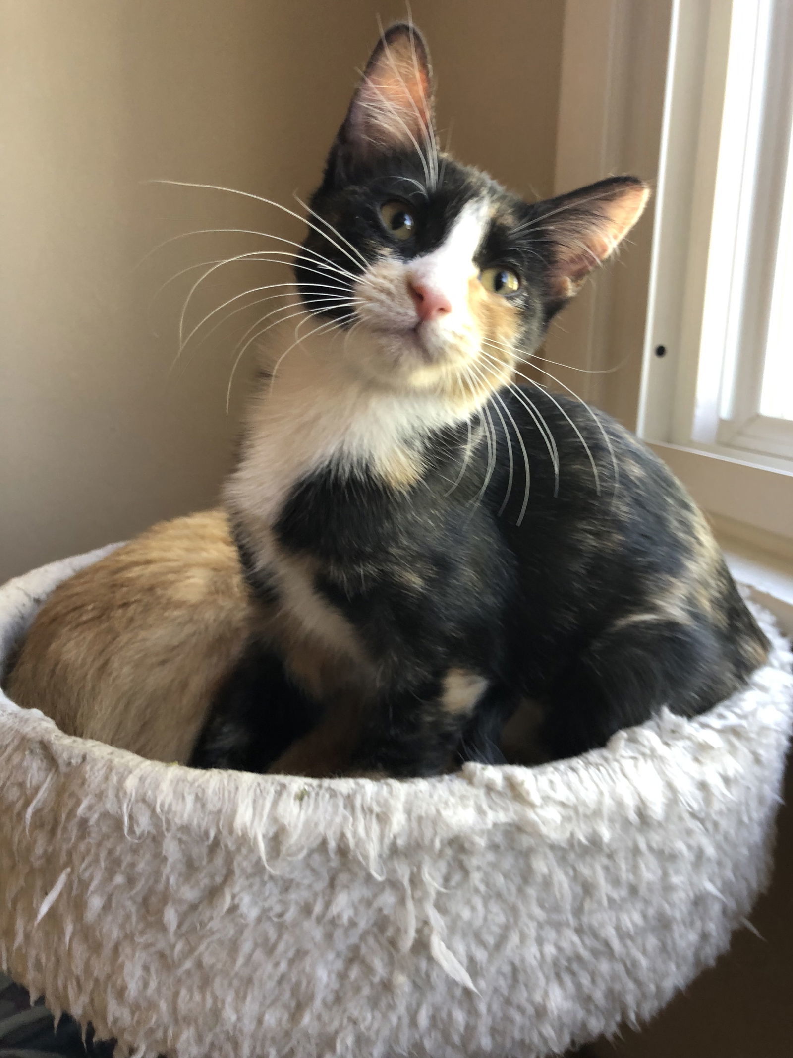 Calypso, an adoptable Domestic Short Hair in Fort Collins, CO, 80524 | Photo Image 1