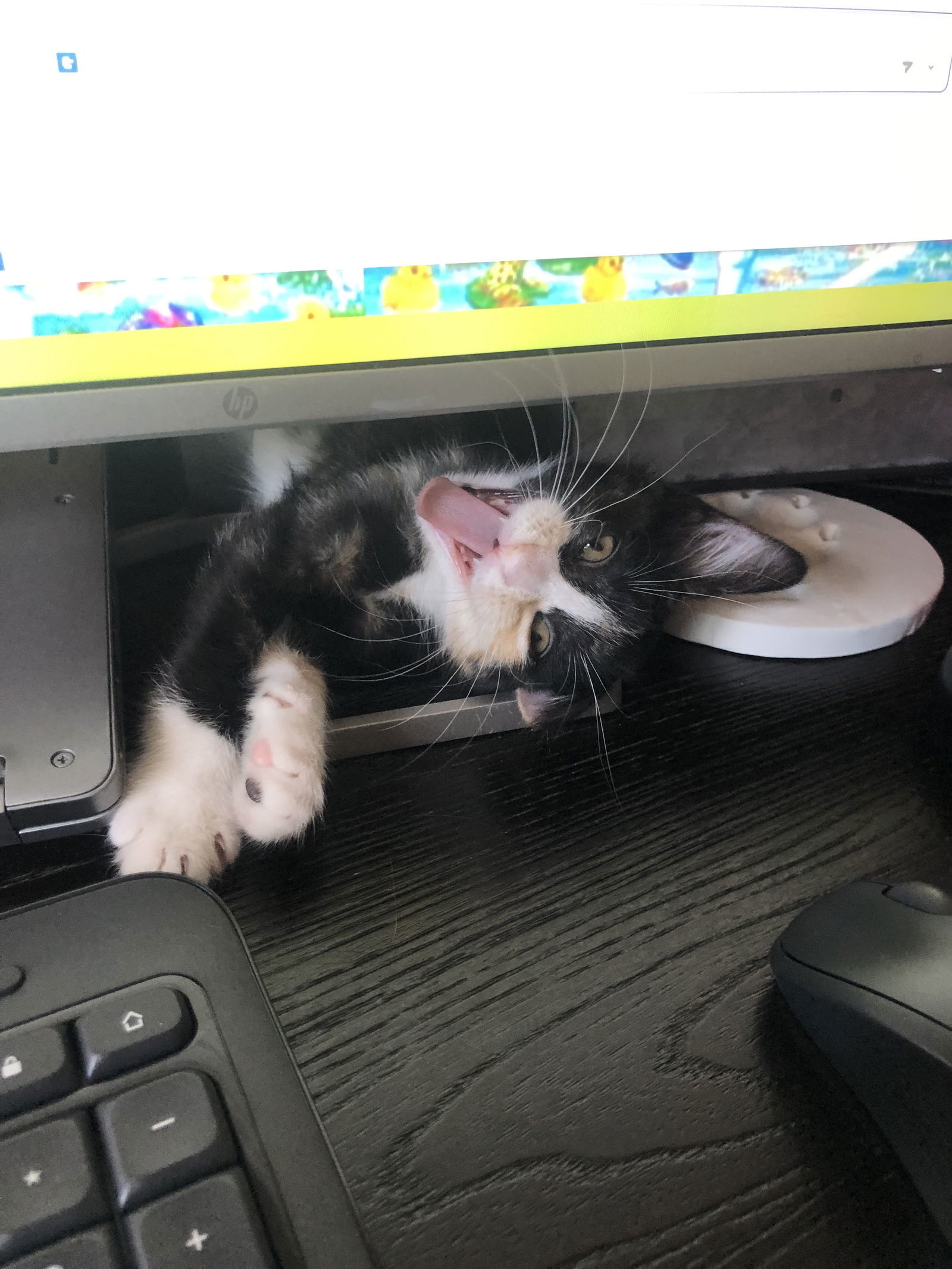 Calypso, an adoptable Domestic Short Hair in Fort Collins, CO, 80524 | Photo Image 2