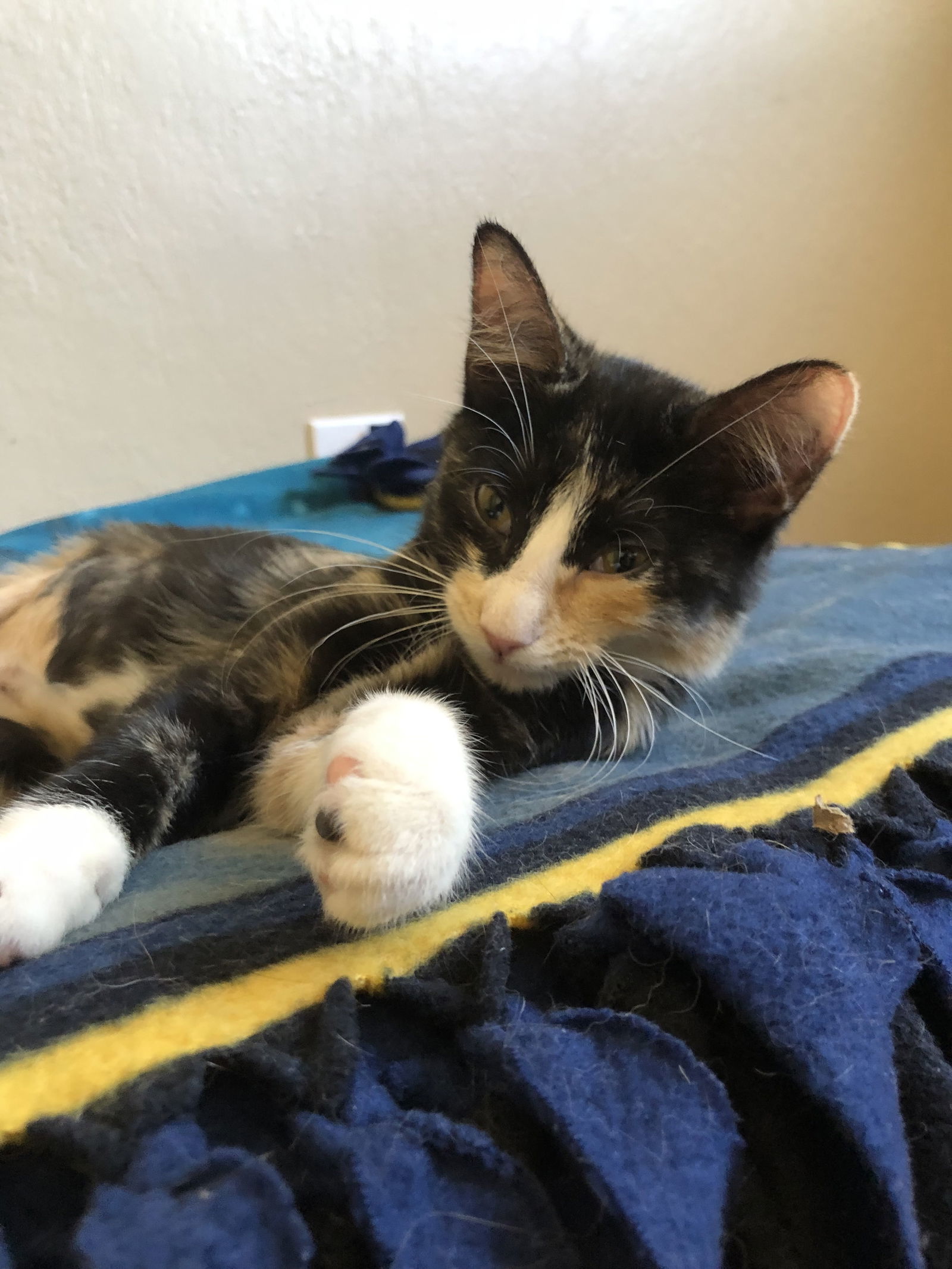 Calypso, an adoptable Domestic Short Hair in Fort Collins, CO, 80524 | Photo Image 3