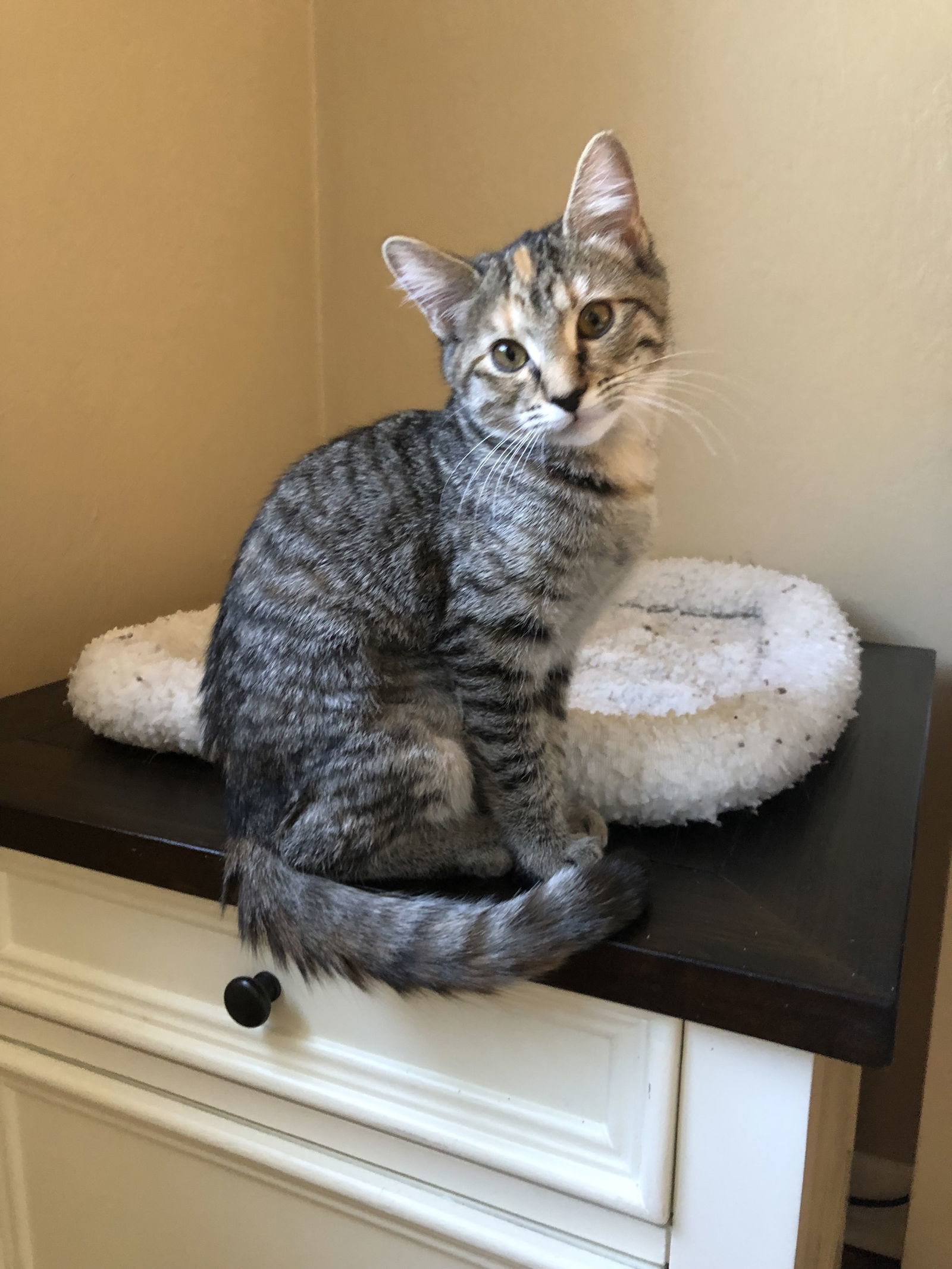 Artemis, an adoptable Domestic Short Hair in Fort Collins, CO, 80524 | Photo Image 1