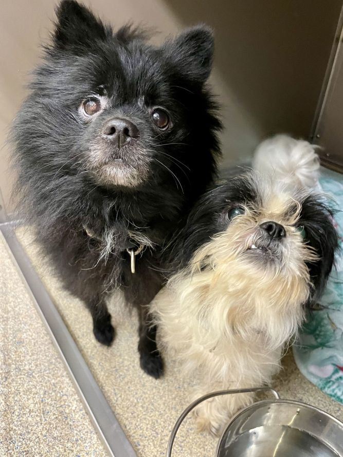 2410-0963 Gizmo and 0964 Tuxedo