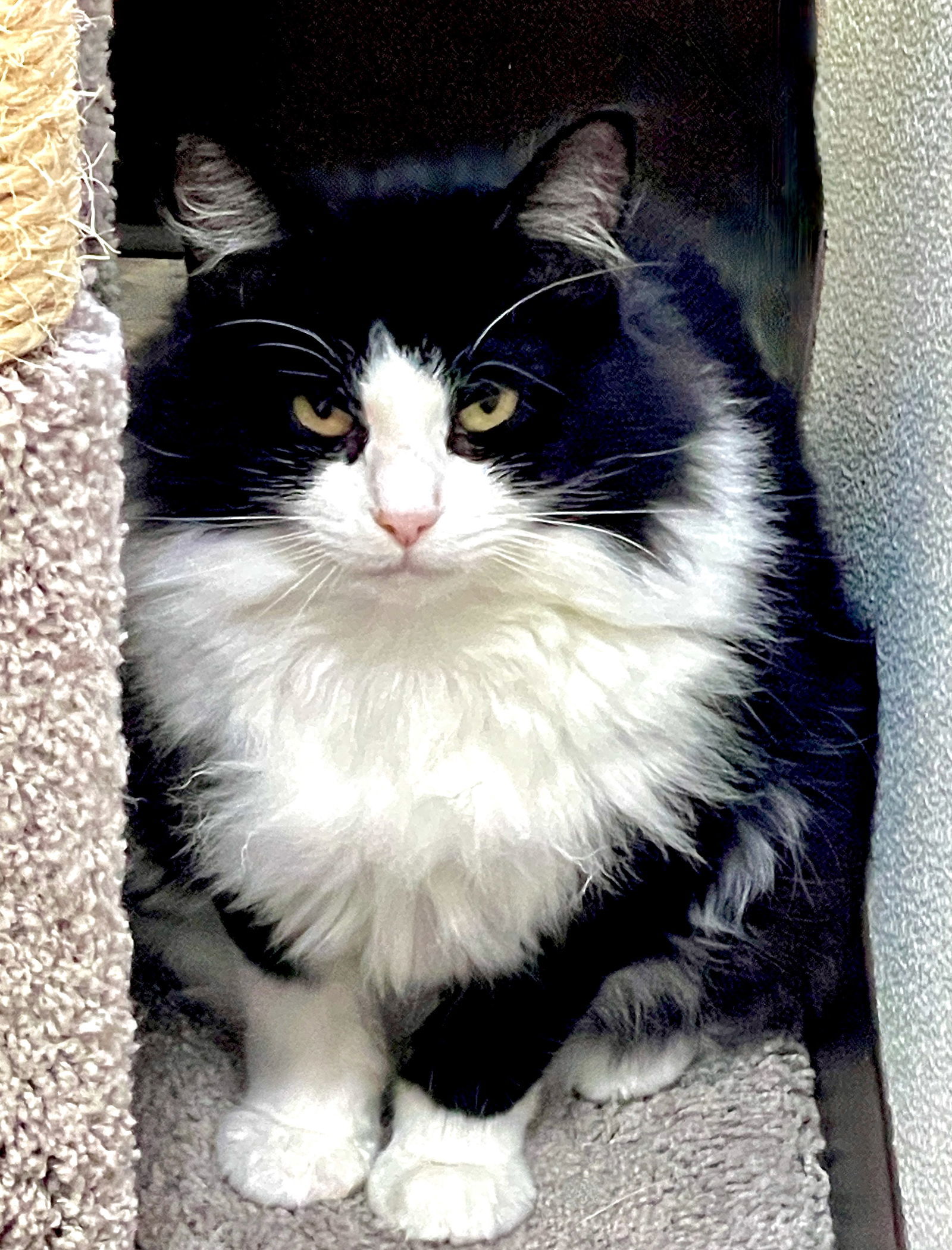 Miara, an adoptable Manx, Domestic Medium Hair in Flint Hill, VA, 22627 | Photo Image 1