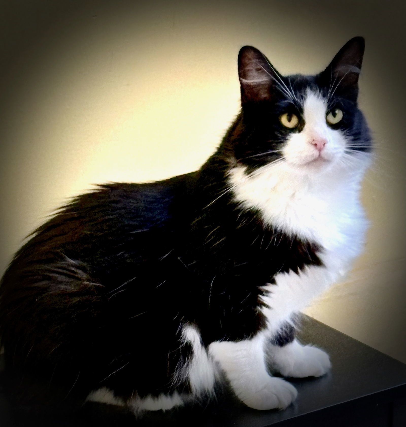 Miara, an adoptable Manx, Domestic Medium Hair in Flint Hill, VA, 22627 | Photo Image 1