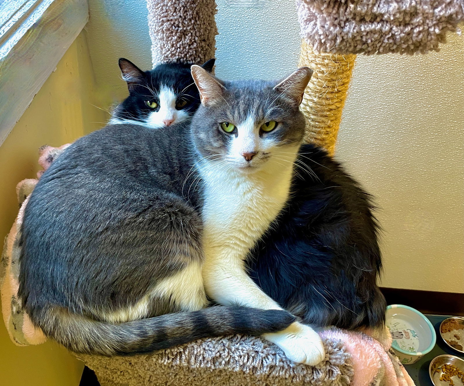 Miara, an adoptable Manx, Domestic Medium Hair in Flint Hill, VA, 22627 | Photo Image 3