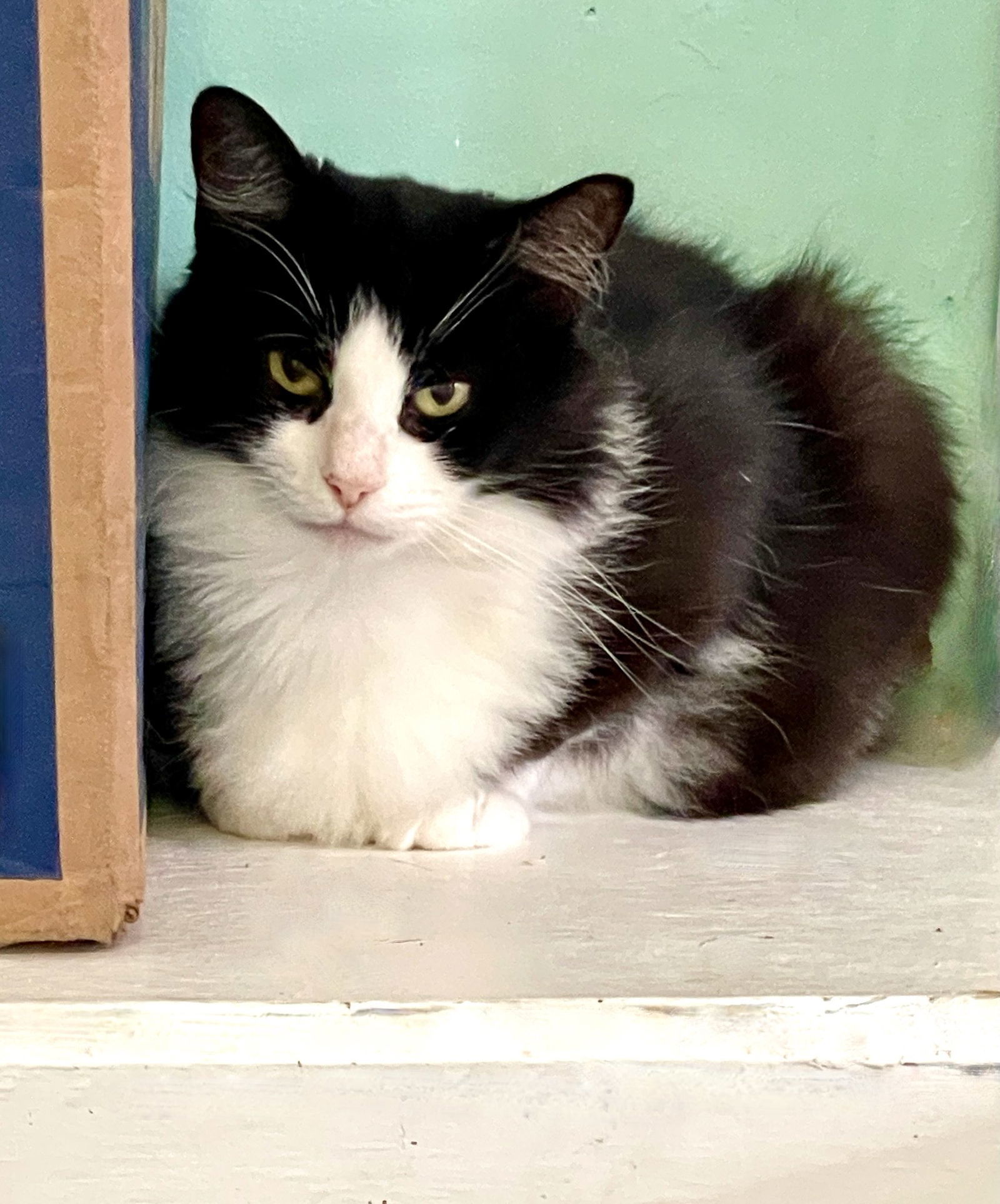 Miara, an adoptable Manx, Domestic Medium Hair in Flint Hill, VA, 22627 | Photo Image 3