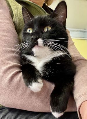 Majestic, Adult Female Tuxedo