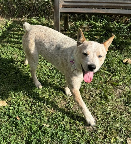 Heka, an adoptable Australian Cattle Dog / Blue Heeler, Mixed Breed in Willmar, MN, 56201 | Photo Image 1