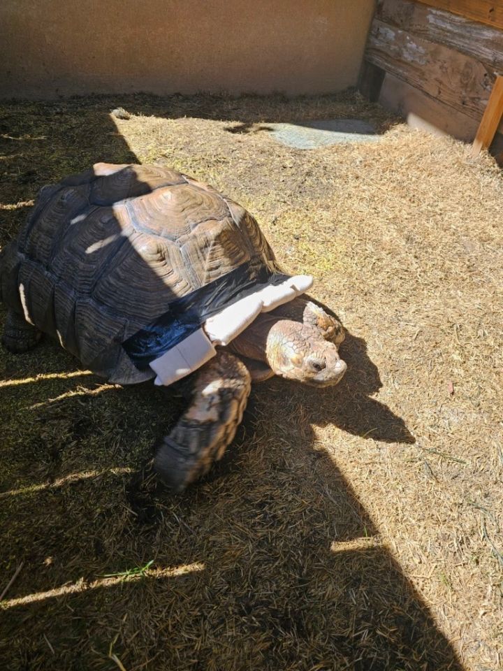 Tank 2