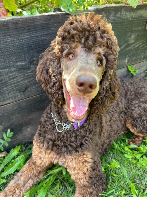 Harper, an adoptable Standard Poodle in Montreal , QC, H3W 3E4 | Photo Image 1