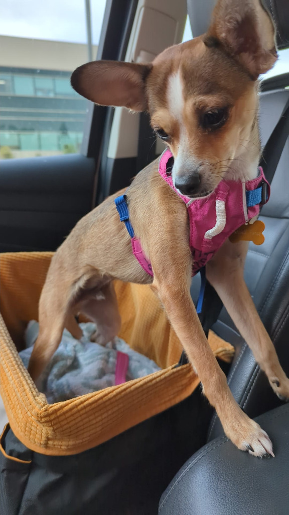 Kiwi, an adoptable Fox Terrier, Chihuahua in Calgary, AB, T3S 0C5 | Photo Image 6