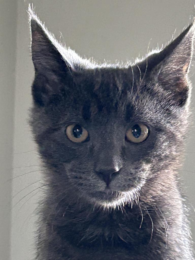 Jack, an adoptable Domestic Short Hair in Ontario, OR, 97914 | Photo Image 1