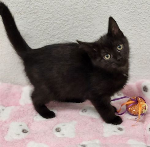 Dragonfly, an adoptable Domestic Short Hair in Redding, CA, 96099 | Photo Image 2