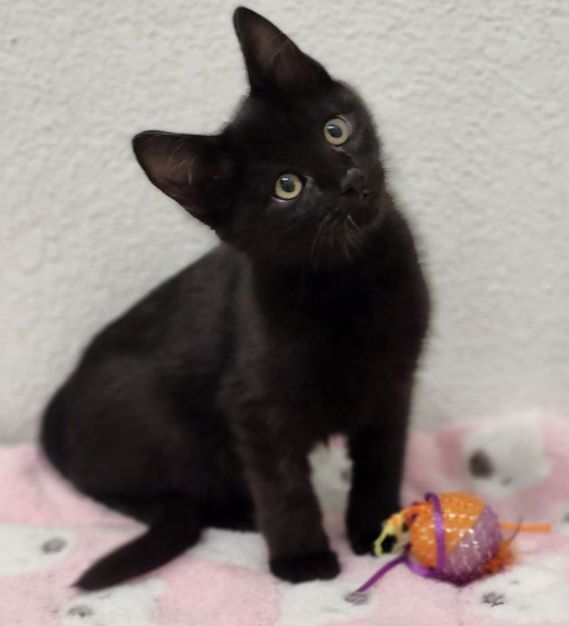 Beetle, an adoptable Domestic Short Hair in Redding, CA, 96099 | Photo Image 1