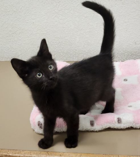 Katydid, an adoptable Domestic Short Hair in Redding, CA, 96099 | Photo Image 1