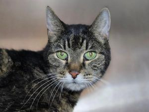 Ozzy, Senior Male unknown