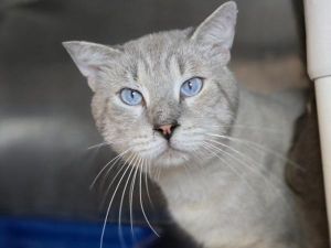 Mega Icing, Senior Male unknown