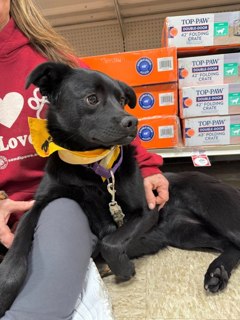 Capri, an adoptable Mixed Breed in Fond Du Lac, WI, 54935 | Photo Image 1