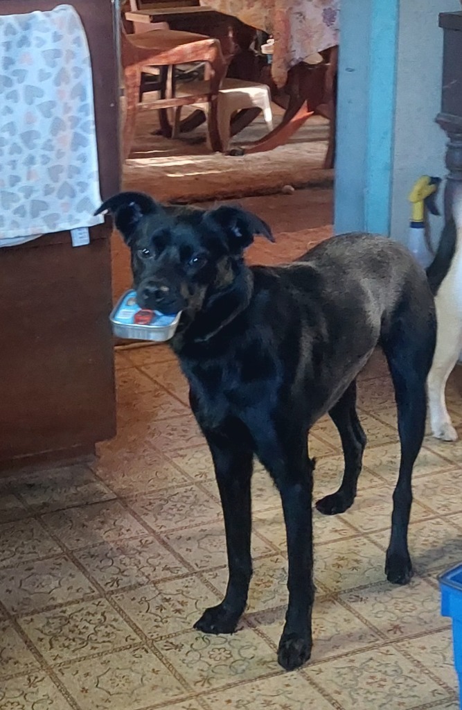 Capri, an adoptable Mixed Breed in Fond Du Lac, WI, 54935 | Photo Image 3
