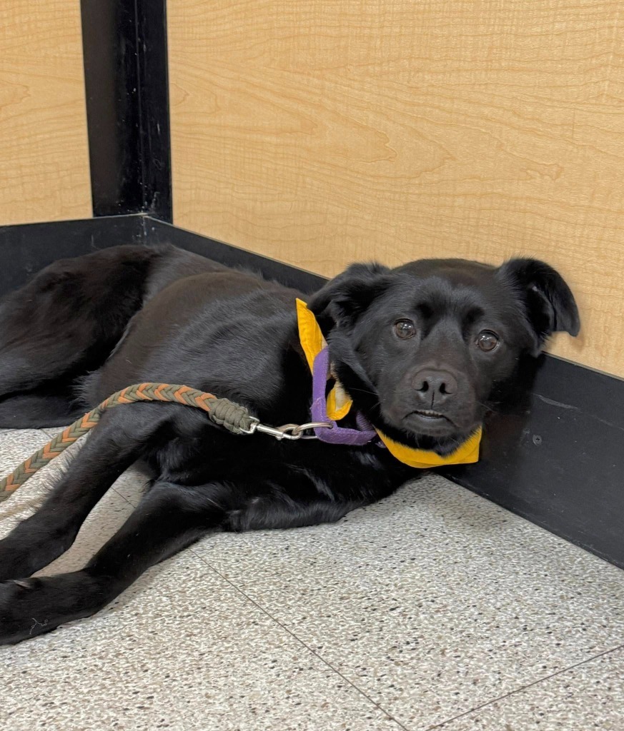 Capri, an adoptable Mixed Breed in Fond Du Lac, WI, 54935 | Photo Image 4