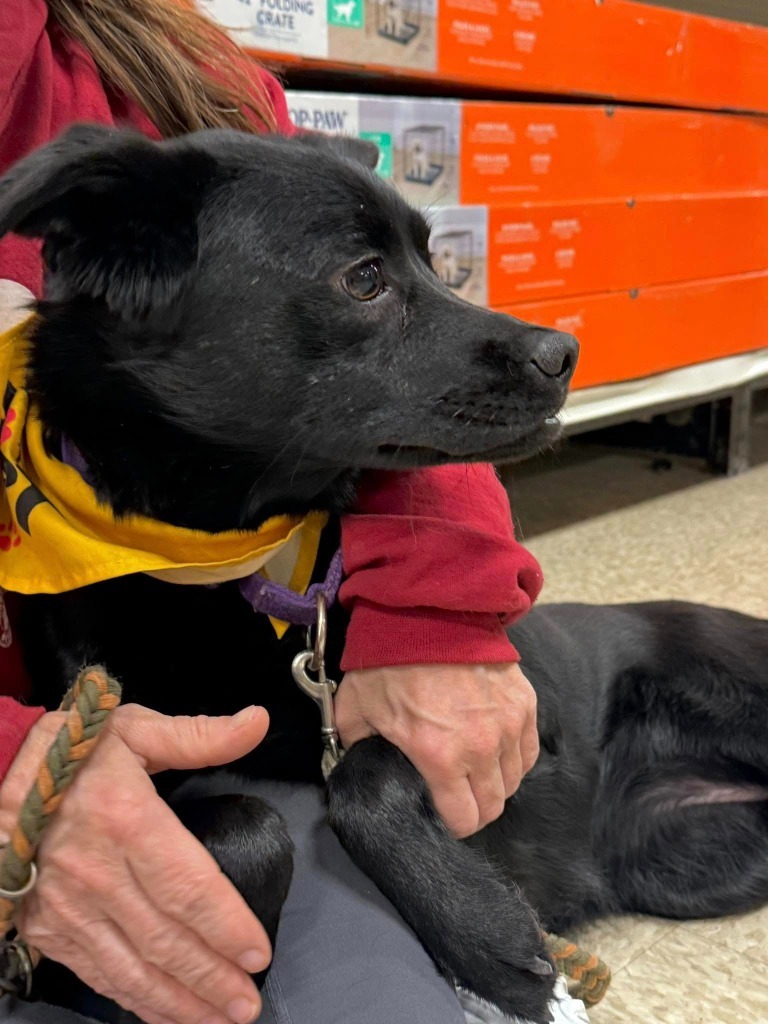 Capri, an adoptable Mixed Breed in Fond Du Lac, WI, 54935 | Photo Image 5