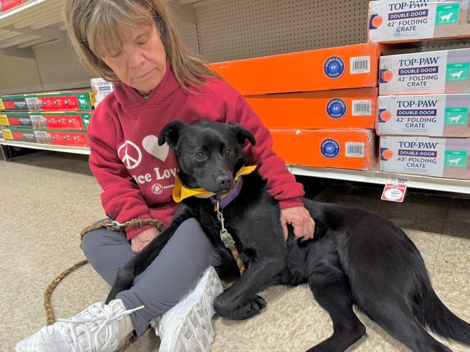 Capri, an adoptable Mixed Breed in Fond Du Lac, WI, 54935 | Photo Image 6