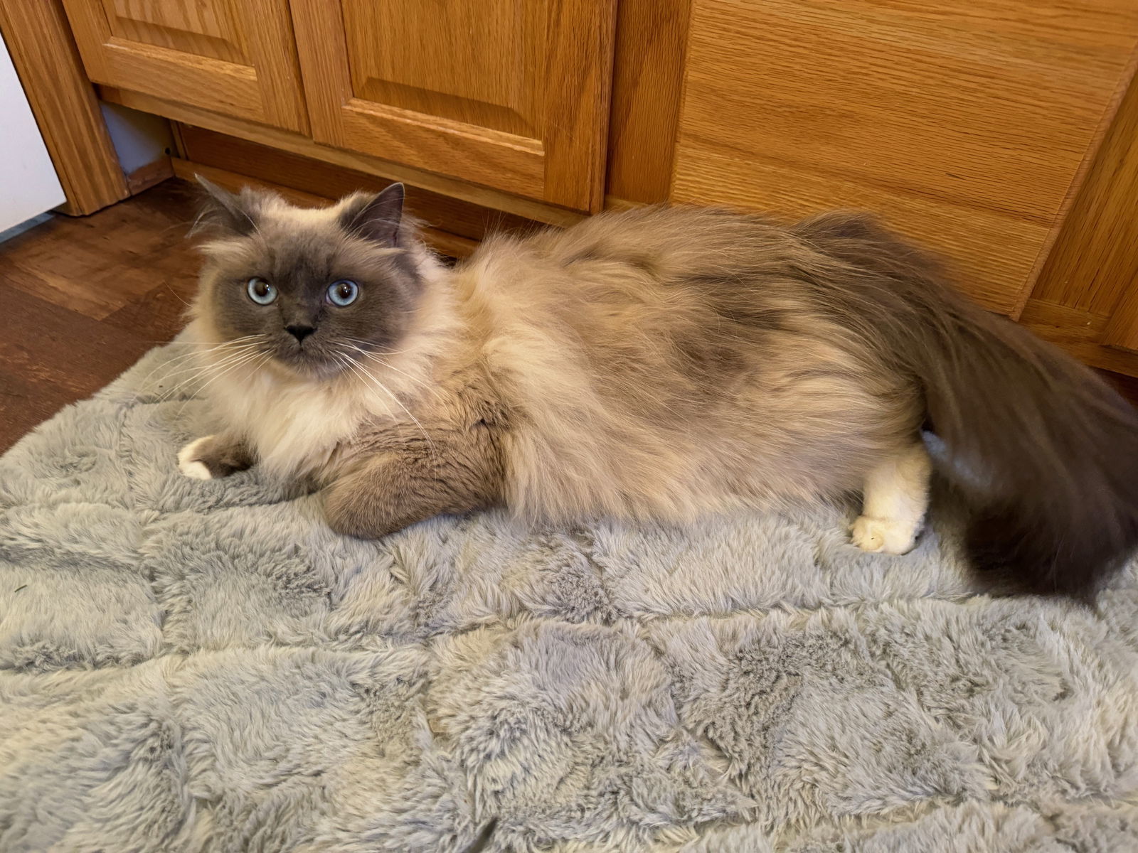 Nimbus, an adoptable Ragdoll, Domestic Long Hair in Princeton, MN, 55371 | Photo Image 1