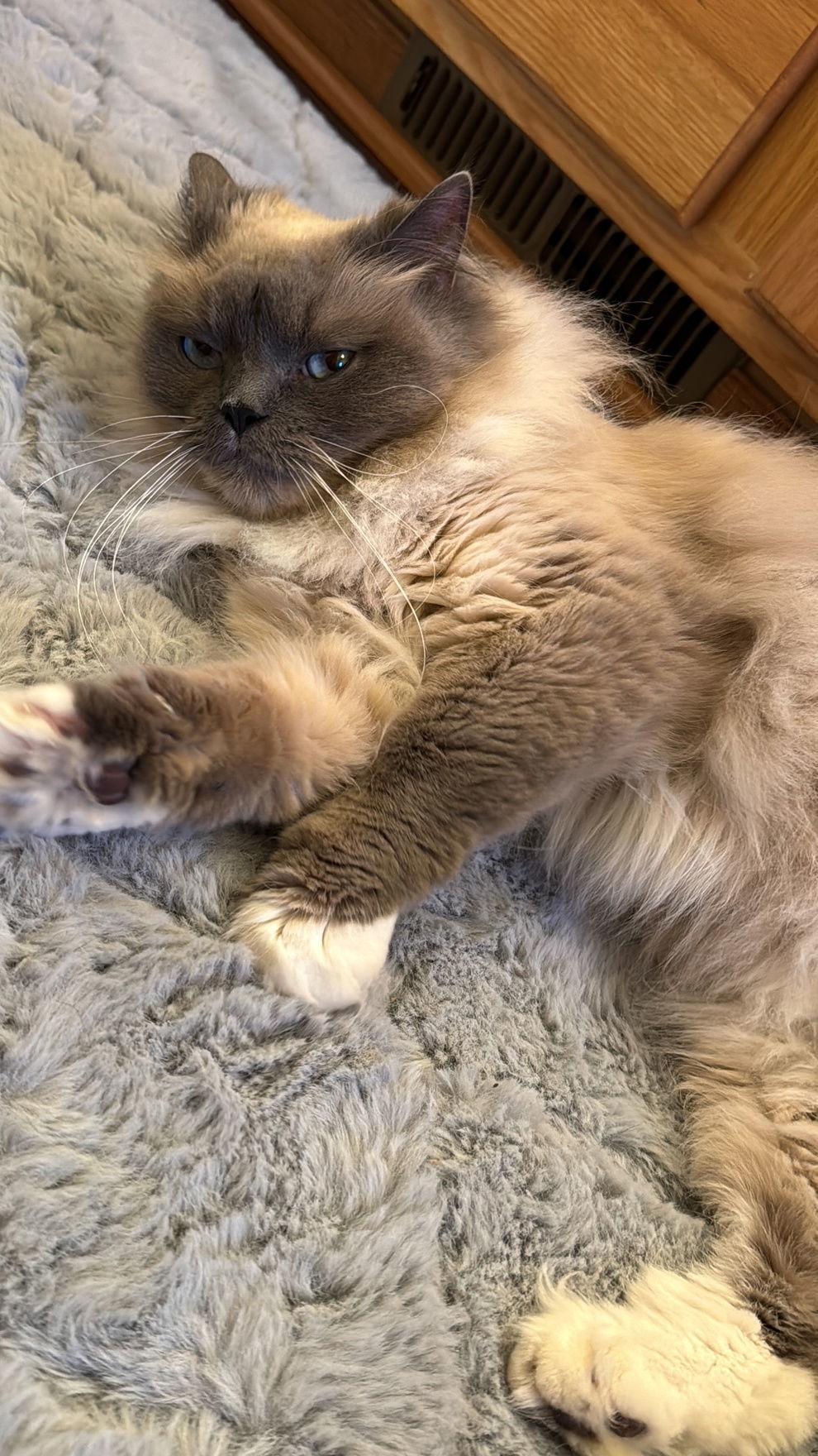 Nimbus, an adoptable Ragdoll, Domestic Long Hair in Princeton, MN, 55371 | Photo Image 2