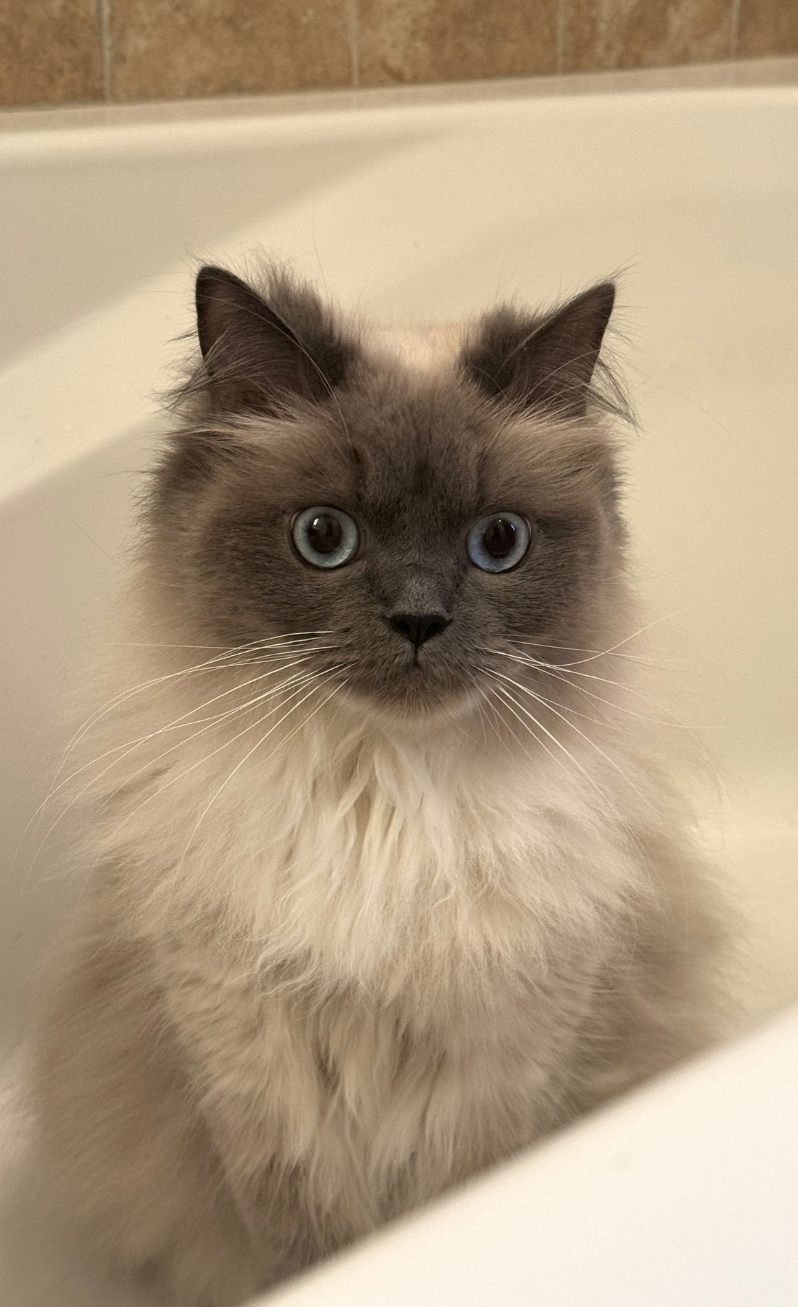 Nimbus, an adoptable Ragdoll, Domestic Long Hair in Princeton, MN, 55371 | Photo Image 3