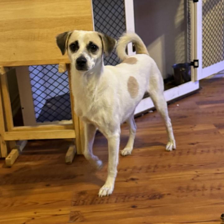Chico 1