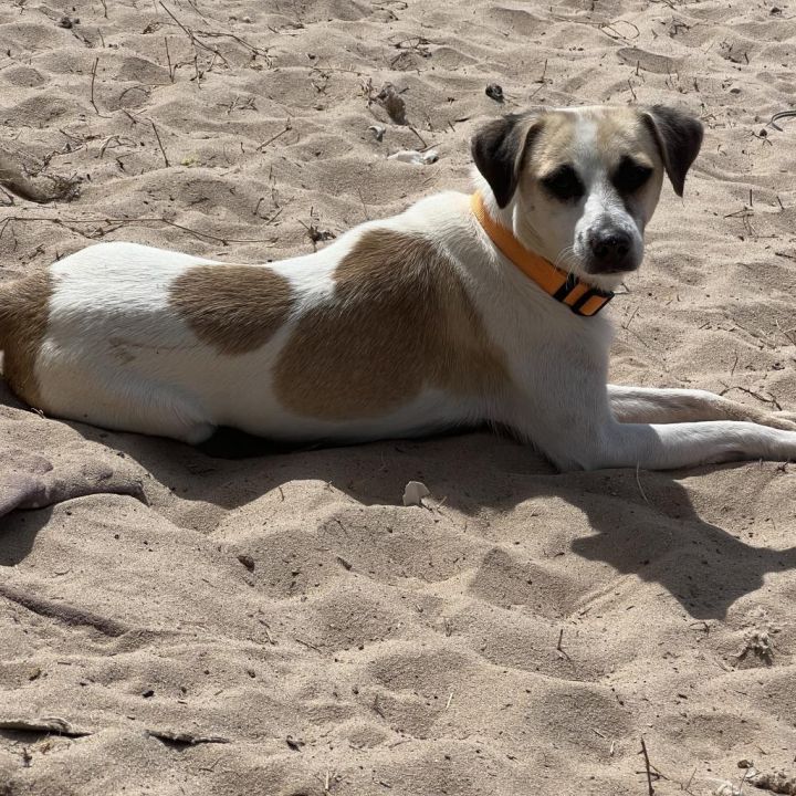 Chico 3