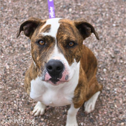 Dutch, an adoptable Pit Bull Terrier, Boxer in Cheyenne, WY, 82009 | Photo Image 1