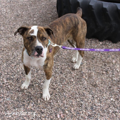 Dutch, an adoptable Pit Bull Terrier, Boxer in Cheyenne, WY, 82009 | Photo Image 2